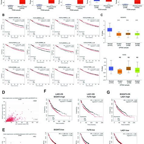 Five Year Survival Analysis Of LAD1 Expression In LUAD A Poor