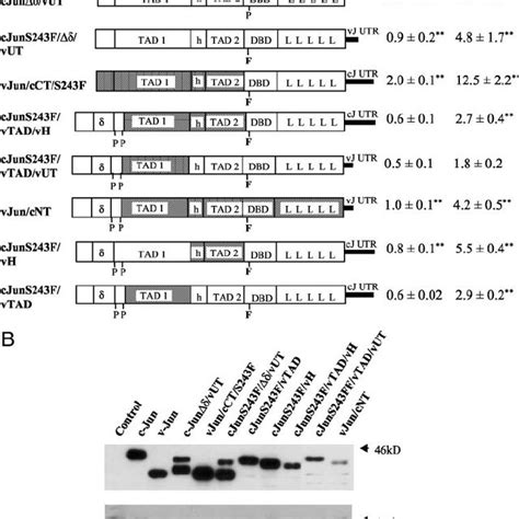 Differential Effects Of C Jun And V Jun On The Proximal Rprl Promoter Download Scientific