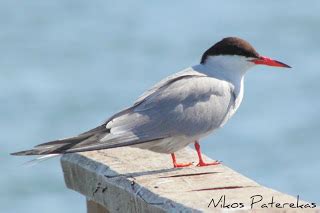 Nature photos by Nikos Paterekas Ποταμογλάρονο Sterna hirundo