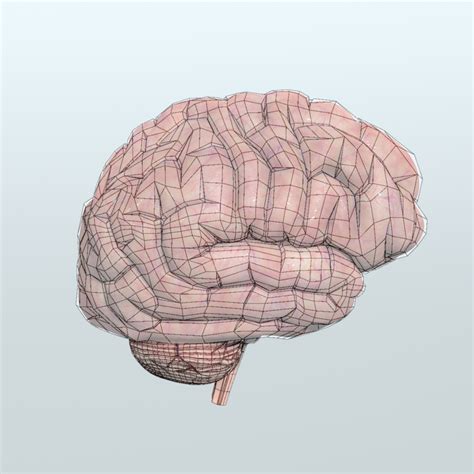 3d model human brain anatomy