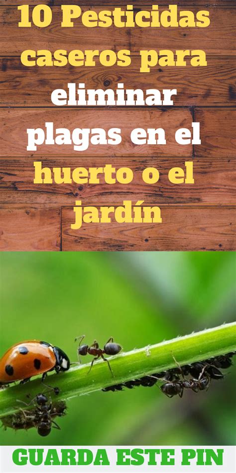 10 Pesticidas Caseros Para Eliminar Plagas En El Huerto O El Jardín Con Imágenes Huerto