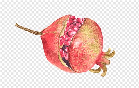 Pomegranate Fruit Watercolor Png PNGWing