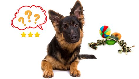 Top 10 Toys for German Shepherds & Their Exercise Needs - Rocky Kanaka