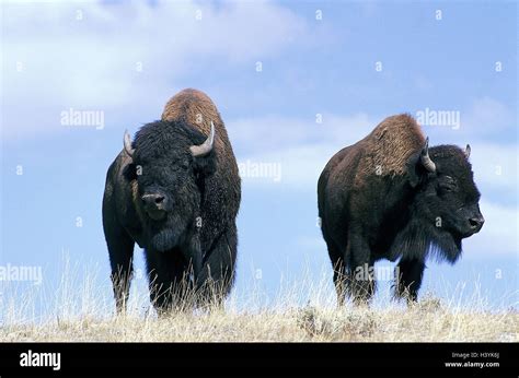 Los Ee Uu El Parque Nacional Yellowstone Wyoming Bisontes Bison