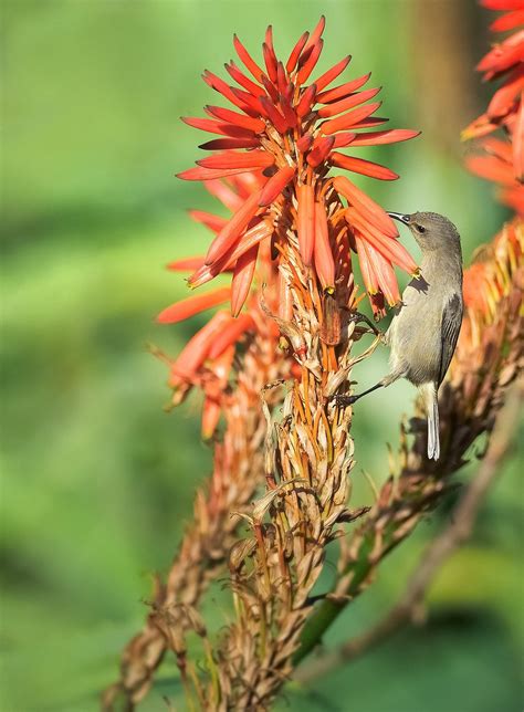 Southern Double Collared Sunbird Free Photo On Pixabay Pixabay