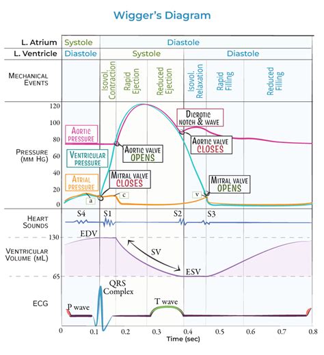 Physiology Glossary Left Ventricular Pressure Volume Changes Wigger