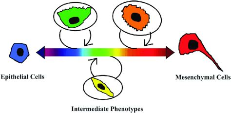 Simplified Schematic Representing Interplay Of Different Phenotypic