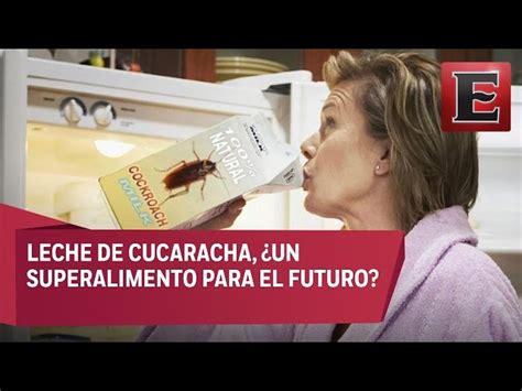 ¿existe La Leche De Cucaracha Investigadores Dicen Que Muy Nutritiva