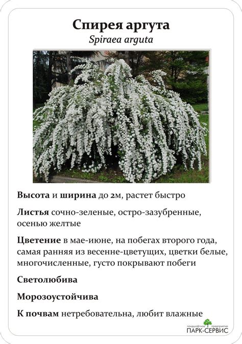 Виды Спирей Фото Описание – Telegraph
