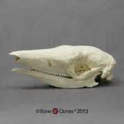 Tasmanian Wolf Skull - Bone Clones, Inc. - Osteological Reproductions