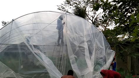 Construction Of Greenhouse And Installation Of Uv Plastic Sheet For