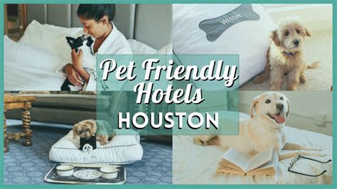 15 Pet Friendly Houston Hotels for a Pawsome Stay