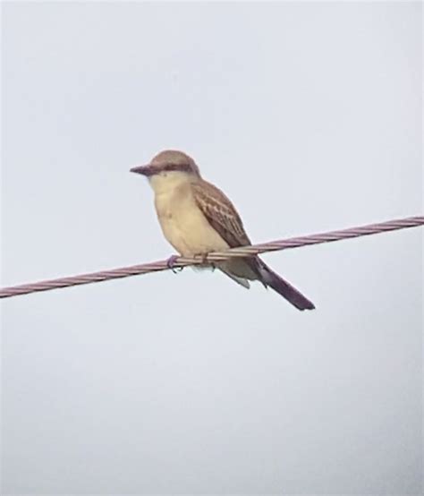 Tropical Gray Kingbird From Shell Point Rd Crawfordville Fl Us On