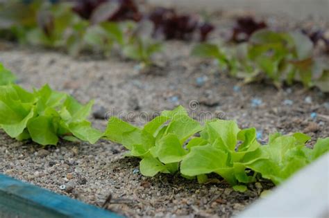 Primer Plano De Las Plantas Vegetales En La Granja Imagen De Archivo