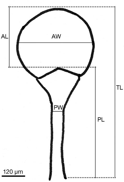 Petrochirus Diogenes Drawing Of A Spermatophore Showing The