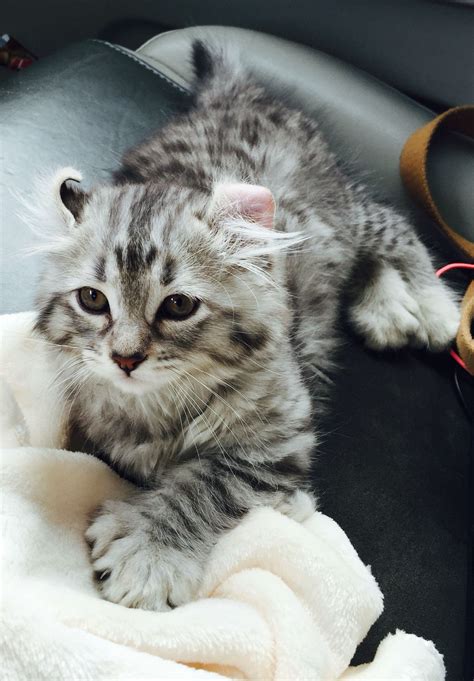 Silver Boy Highland Lynx Cub