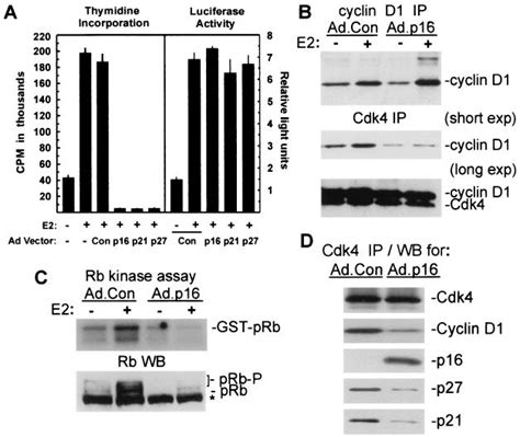 Multifaceted Regulation Of Cell Cycle Progression By Estrogen