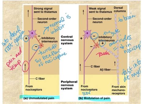 Basic Physiology Of Nociception And Pain Perception Pain Modulation