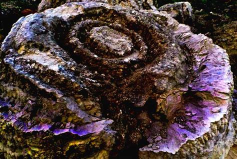 Display Of 6 000 Year Rose Shaped Fossil Corals In Ly Son