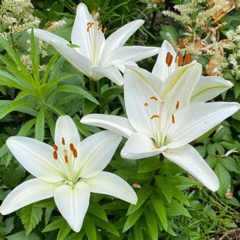 Tiny Crystal Asiatic Lily Pahl S Market Apple Valley Mn