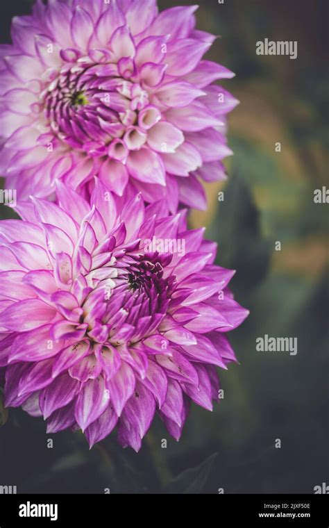 Seasonal Purplepink Coloured Pom Pom Dahlias In Full Bloom At Dahlia