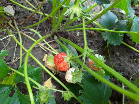 Mobile-review.com Как фотографировать на смартфон красиво. Инструменты ...