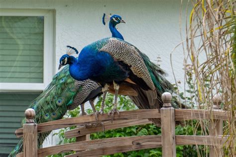 The Feral Peacocks Of Cape Canaveral