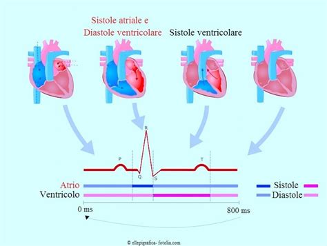 Soffio Al Cuore Sintomi Nei Bambini Neonati E In Gravidanza Cause