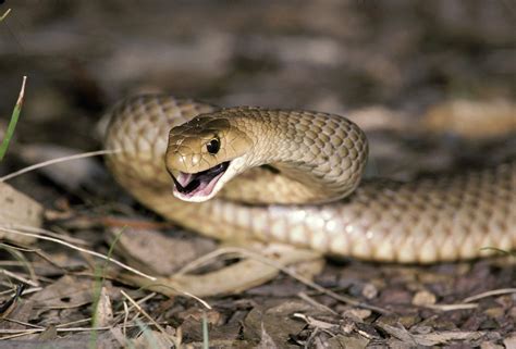 When the Snake Bites ... Try Ointment | Science | AAAS