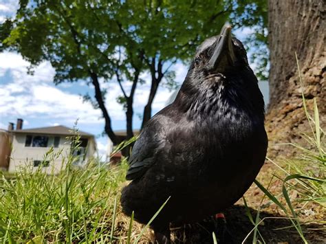 Vancouvers Notorious Knife Stealing Crow Canuck Now A Father