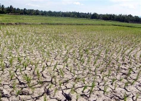 Dampak El Nino 147 Hektar Sawah Di Kabupaten Tanggamus Gagal Panen