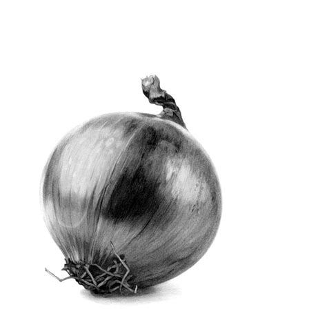 Onion Drawing Biro Drawing Object Drawing Portrait Drawing Cool