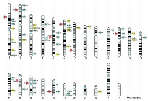 Genomic Locations Of Proven Signals Of Bmi Obesity And Related