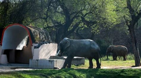 French teacher, lawyer: Residents ‘pet’ animals at Delhi zoo with ...