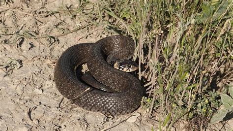 Grass Snake | MarkEisingBirding