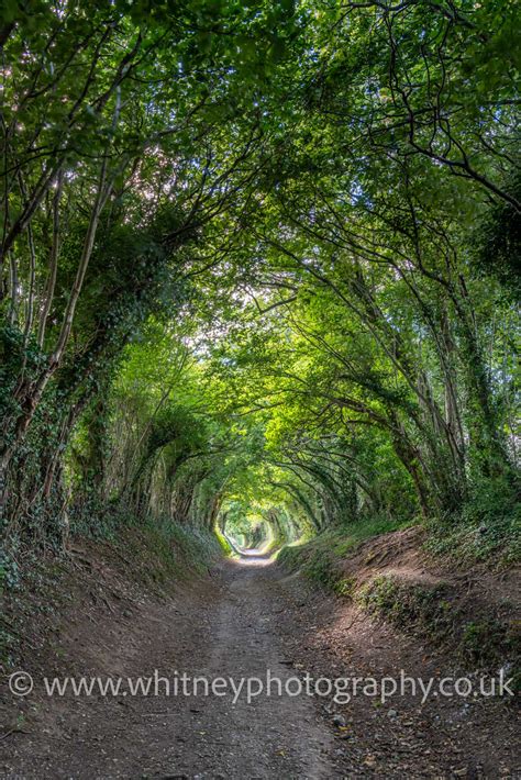 Halnaker Tree Tunnel - Whitney Photography