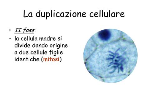 La Scienza Dellereditariet Ppt Scaricare