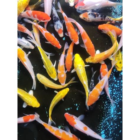 Jual Paket Ikan Koi Metalik 10 Ekor Koi Warna Warni 5 Cm Shopee