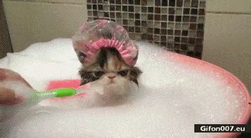 Gif 669: Funny Cat Take a Shower, Video, Gif | Gifon007.eu