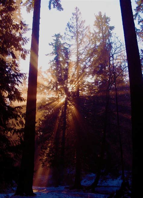 Fotos gratis árbol naturaleza bosque rama invierno ligero