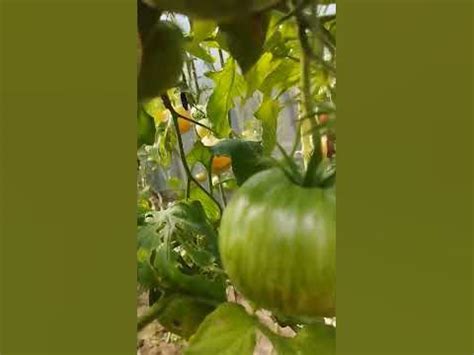 Томат Козула 138 на 27.08.22 - YouTube