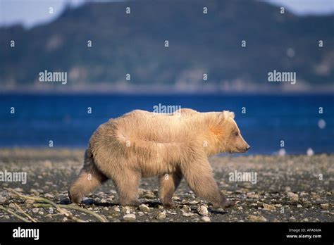 Grizzly Bear Ursus Horribilis Or Brown Bear Ursus Arctos Walking Along