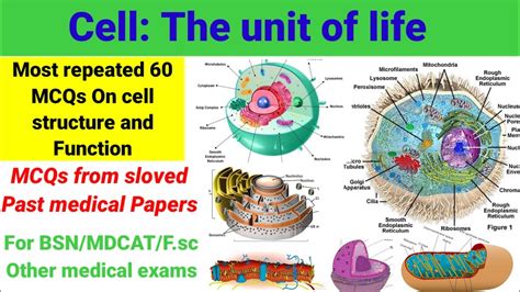 Cell Structure And Function Mcqs Part 1 60 Mcqs Cellmcqs Humancellmcqs Mitochondria