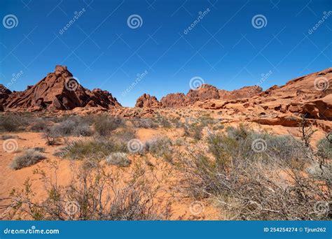 Desert Plants Around The Red Aztec Sandstone Rock Formations At Valley Of Fire State Park Stock