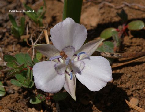 Naked Mariposa Photos Page 1