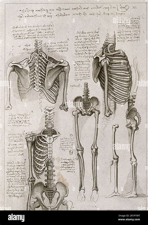 Skeleton Of The Thorax Pelvis Arms And Legs Anatomical Study After