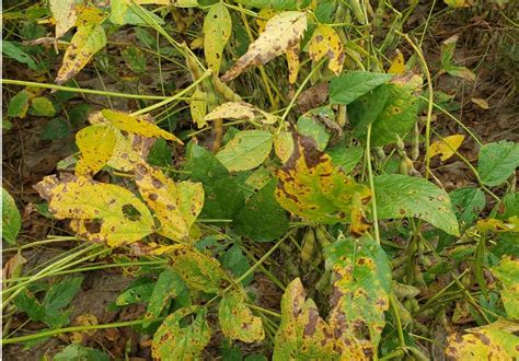 Understanding The Yield Impact Of Septoria Brown Spot On Soybean