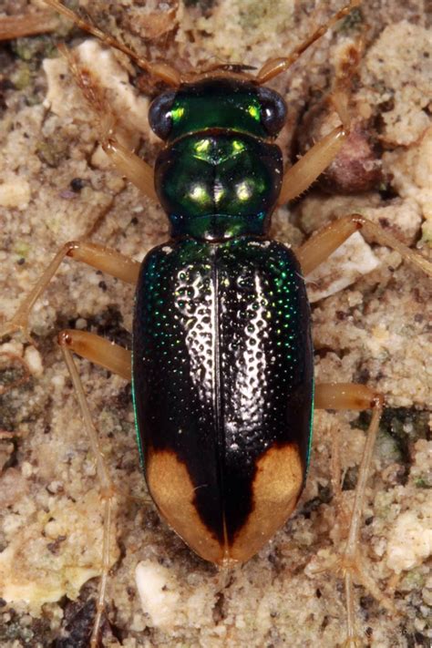 Florida Metallic Tiger Beetle Beetles In The Bush