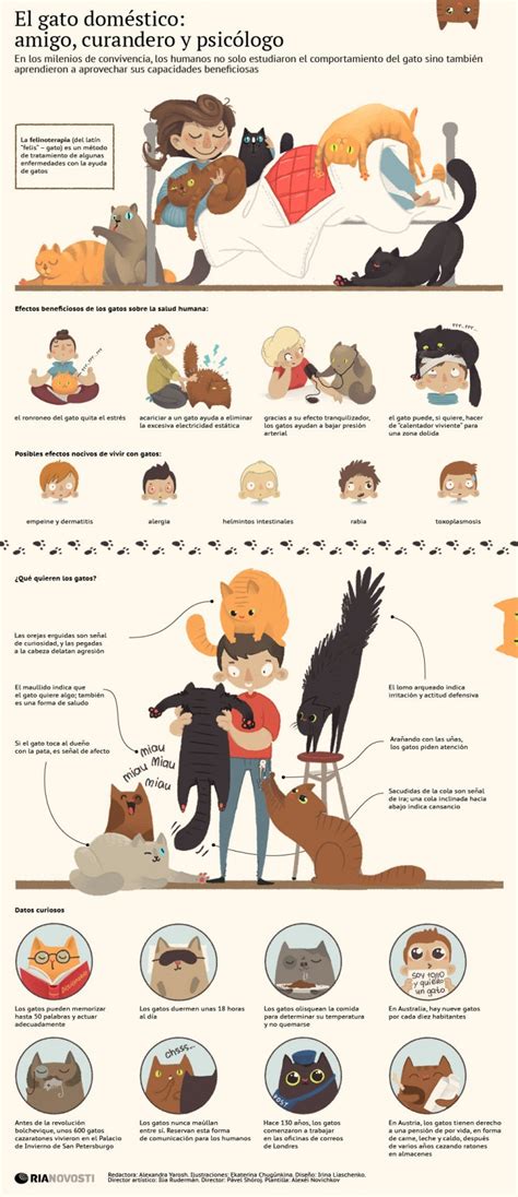 Infografía sobre los gatos domesticos Características y curiosidades