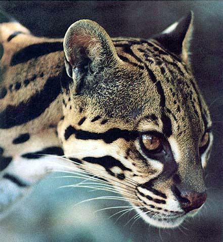 The Rare, Highly Endangered Ocelot Cat, Beautiful, Big, Spotted Wild ...